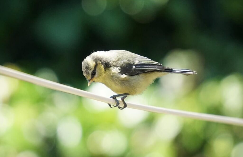 a small bird is sitting on a wire